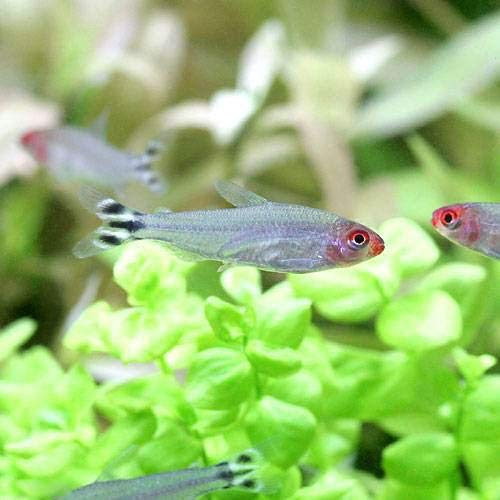 カラフルな熱帯魚　心がなごみます 熱帯魚]ゆめねこ的おすすめ熱帯魚ランキングTOP5 - YouTube